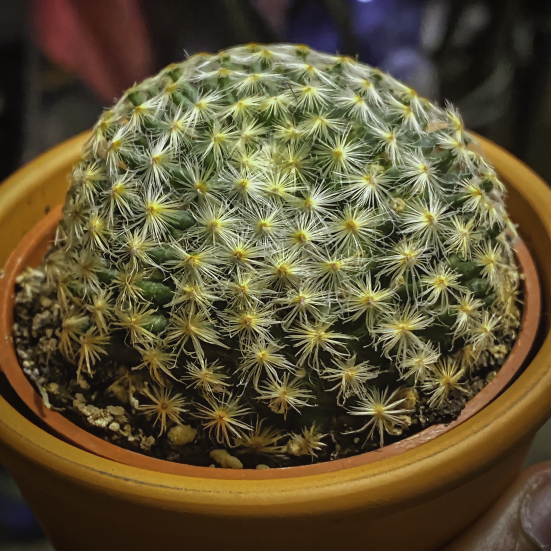 Photo of the plant species Pitayita by @PeterPlantz named Peter on Greg, the plant care app