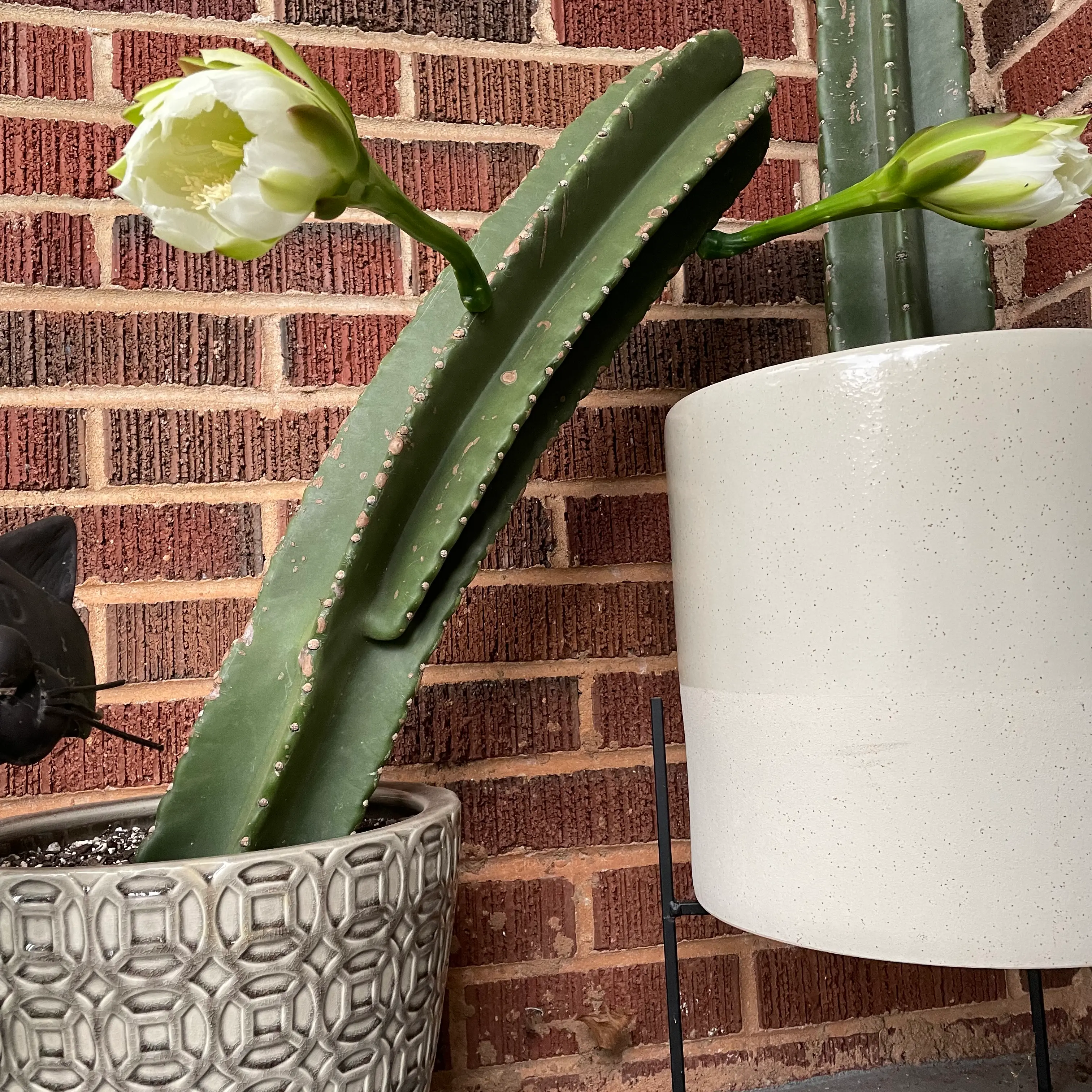 Peruvian Apple Cactus plant photo by @greenvy named Phallic Cacti on Greg, the plant care app.