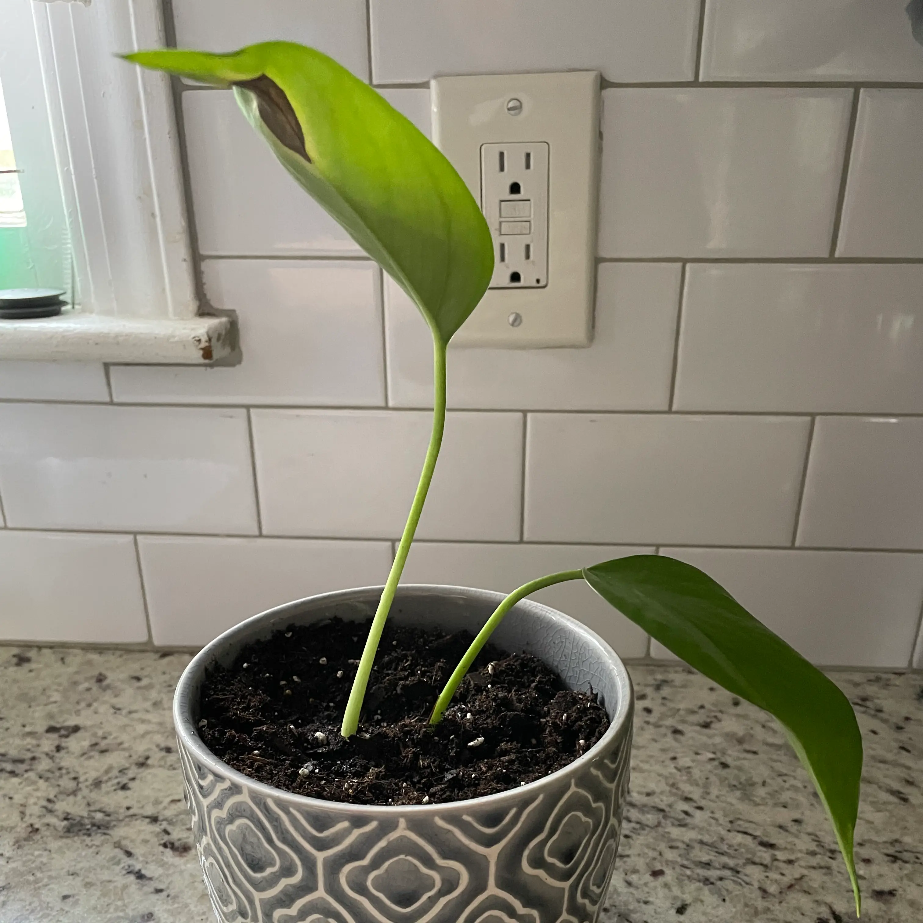Taro Vine plant photo by @greenvy named Sister Golden Hair on Greg, the plant care app.
