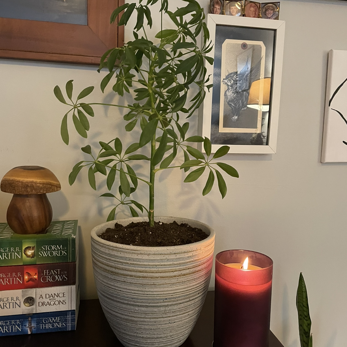 Dwarf Umbrella Tree plant photo by @greenvy named Ella on Greg, the plant care app.