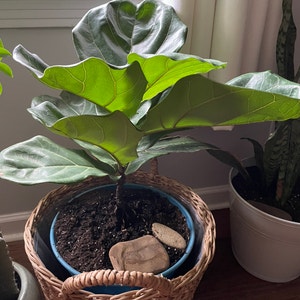 Fiddle Leaf Fig plant photo by @greenvy named Fig Newton on Greg, the plant care app.