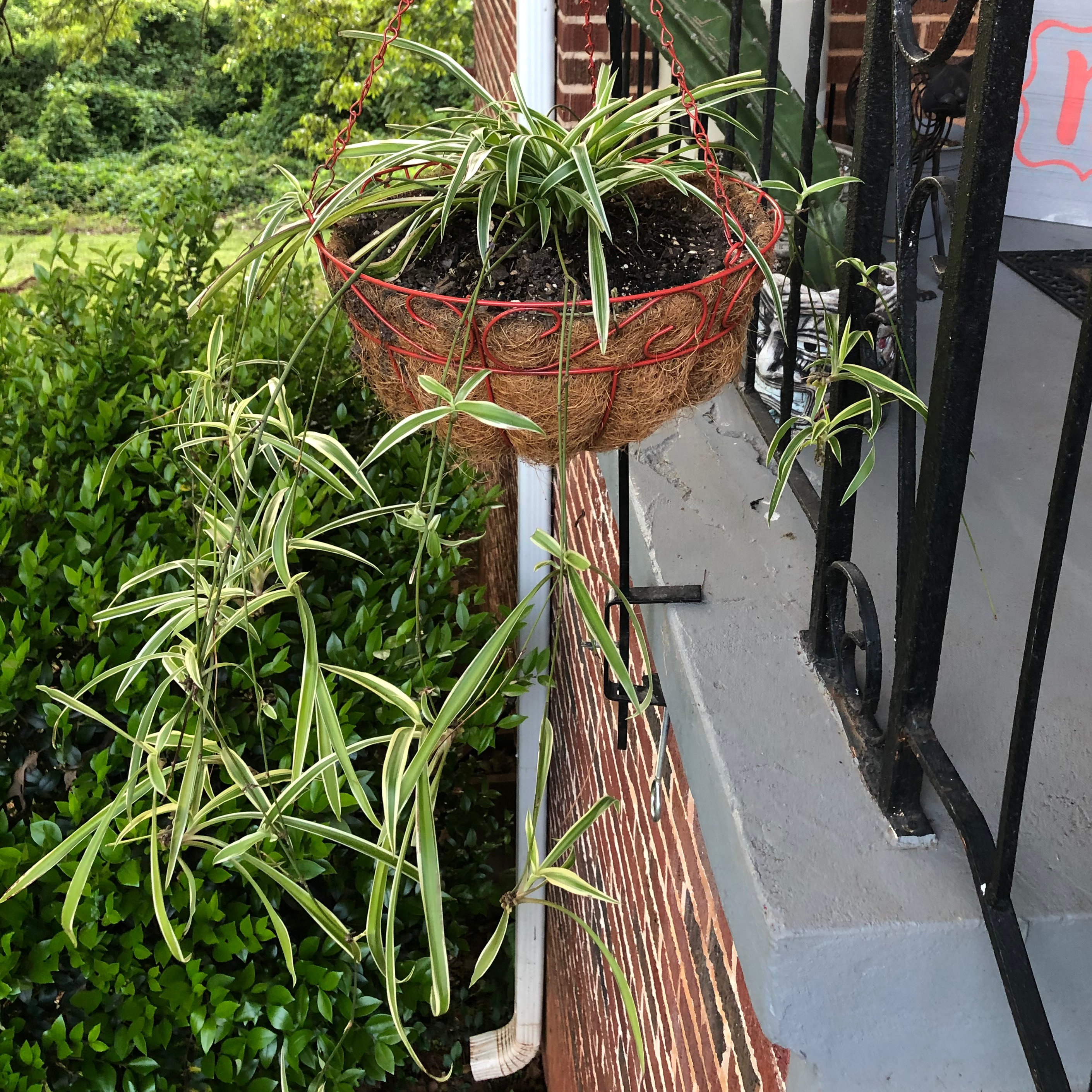 Spider Plant plant photo by @greenvy named Arachnid on Greg, the plant care app.