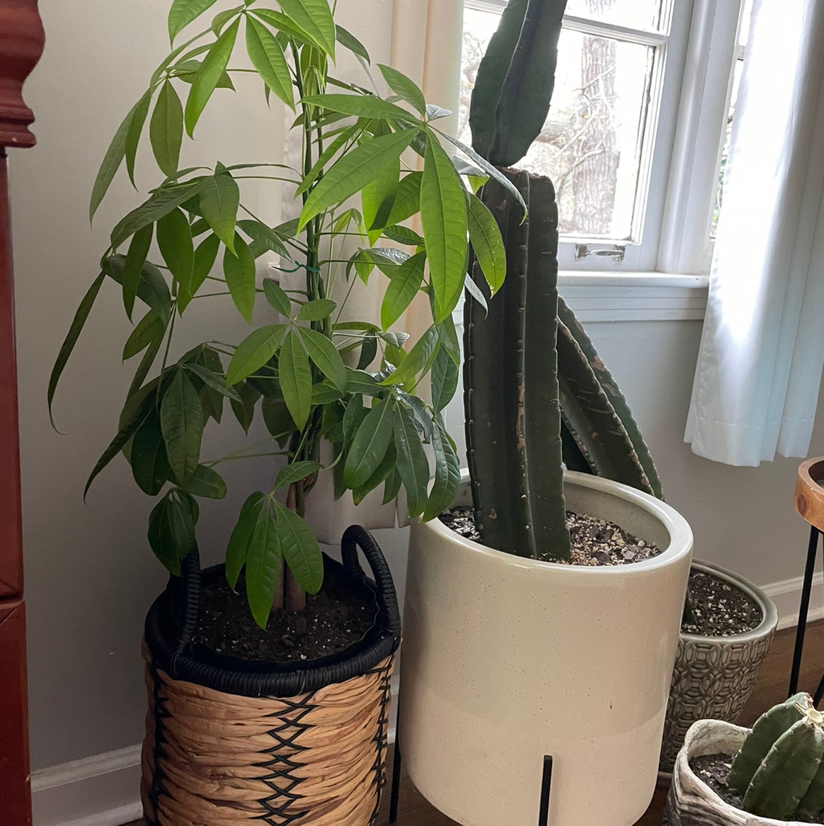 Money Tree plant photo by @greenvy named Big Money on Greg, the plant care app.