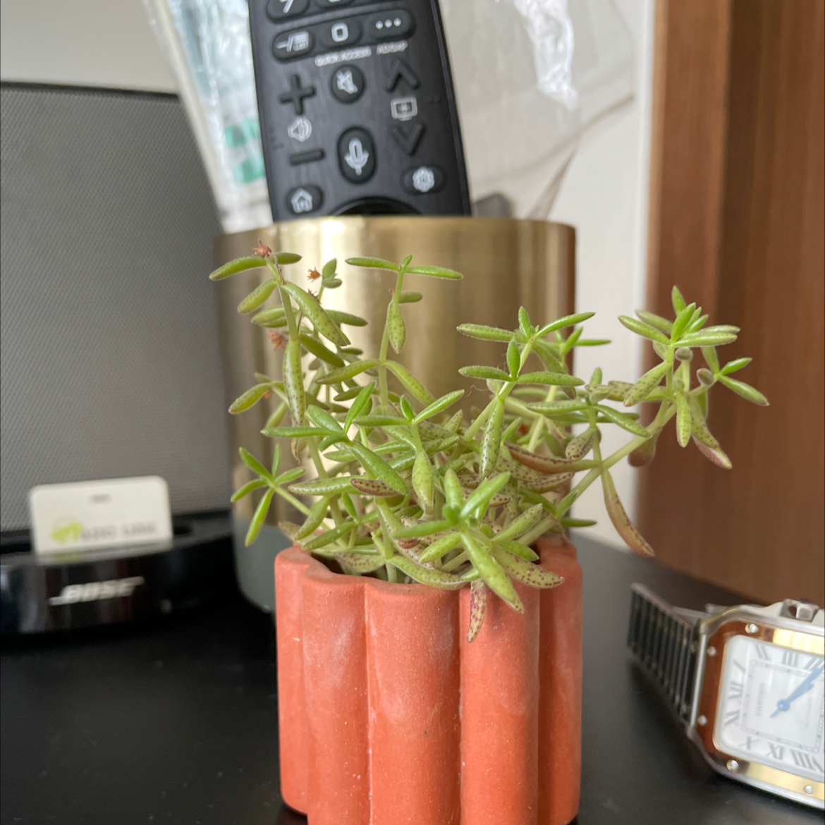 Photo of the plant species Crassula humbertii by @FoxyArcticrose named Sproutacus on Greg, the plant care app