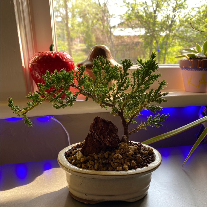 Rock Juniper plant in a small pot on a windowsill with visible soil and vibrant green foliage.