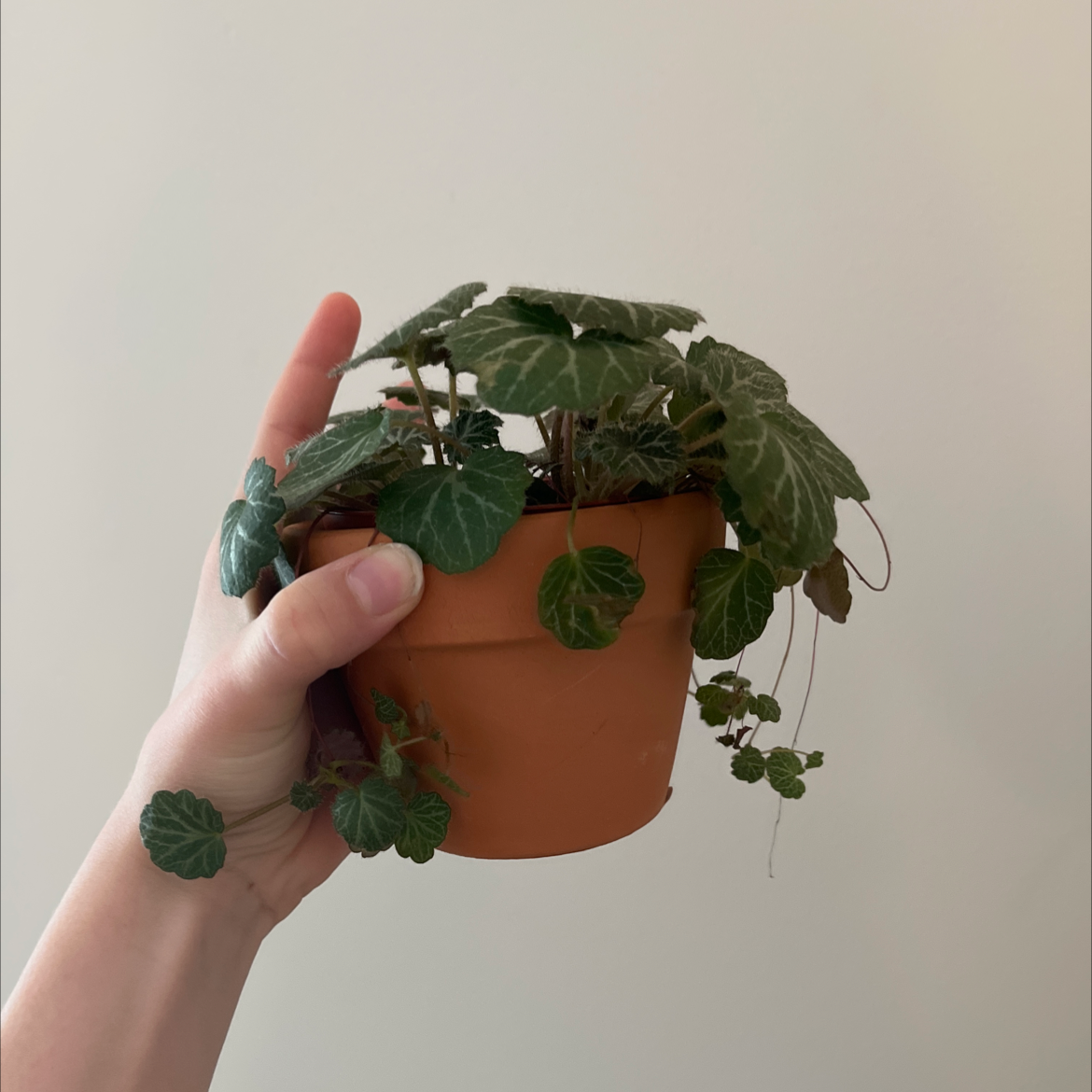 Strawberry Begonia plant photo by @8plantroom named Harmony on Greg, the plant care app.