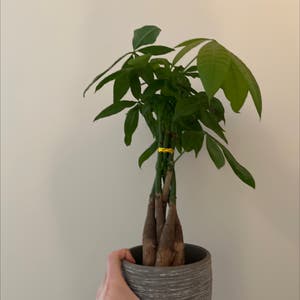 Money Tree plant photo by @8plantroom named Demi on Greg, the plant care app.