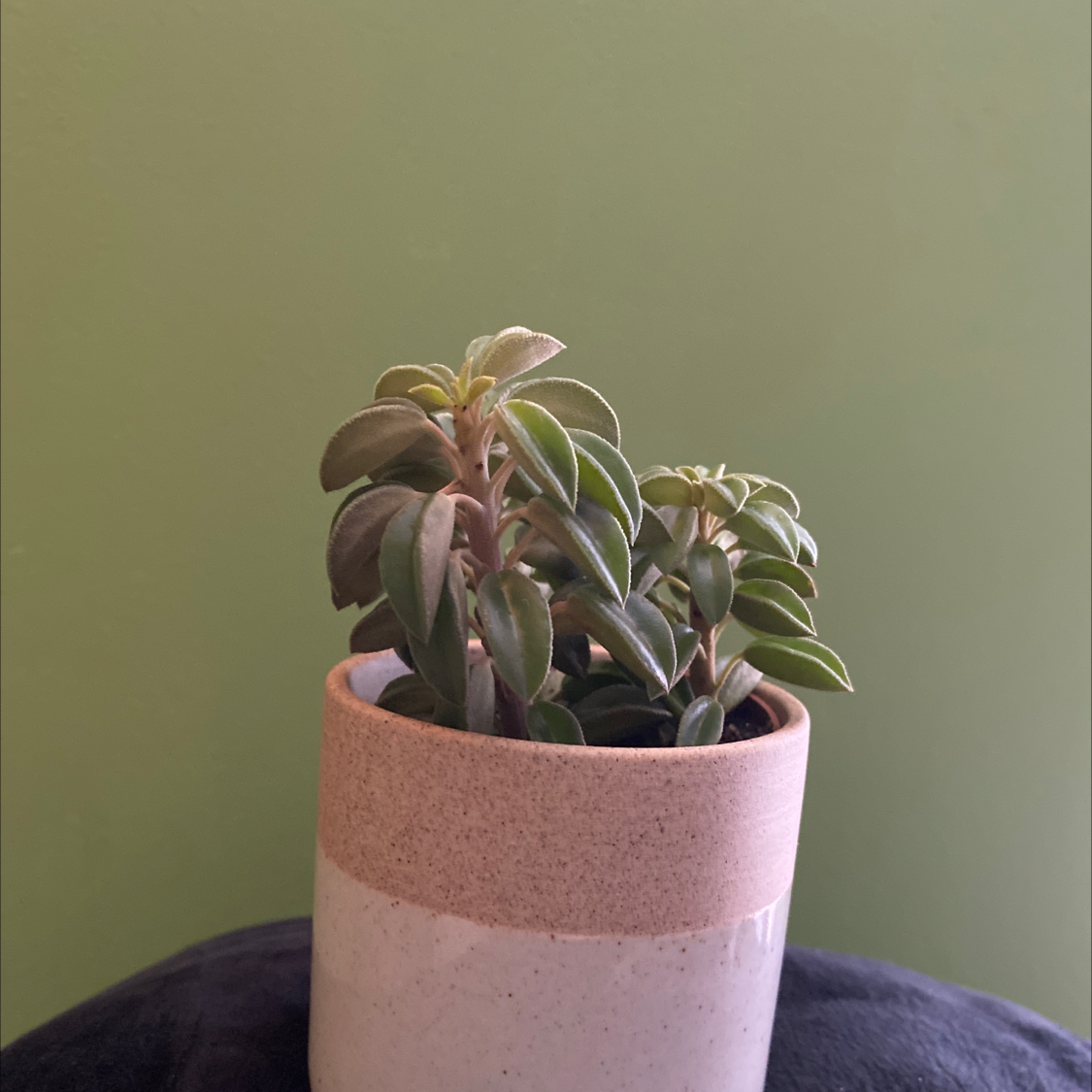 Photo of the plant species Peperomia wolfgang-krahnii by @VipMizuna named Junie on Greg, the plant care app
