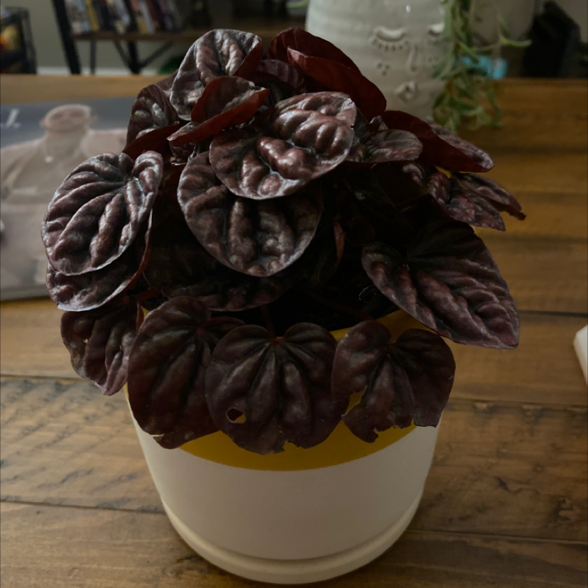 Emerald Ripple Peperomia plant photo by @SightlyKale named Kurtis on Greg, the plant care app.
