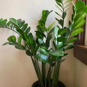Zamioculcas Zamiifolia plant photo by @simplepleasure named Your plant on Greg, the plant care app.