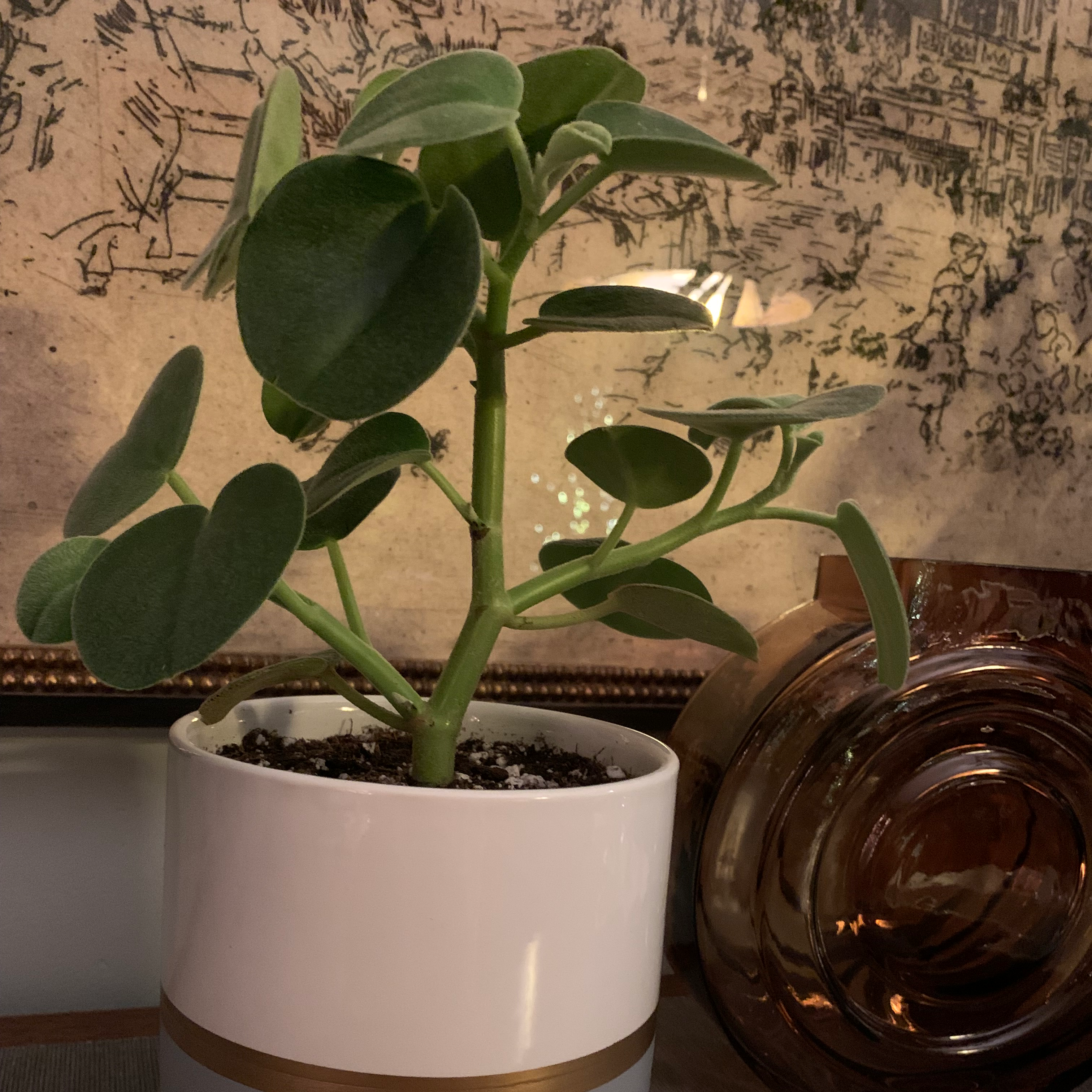 Felted Peperomia plant in a white pot with a gold band, healthy green leaves.