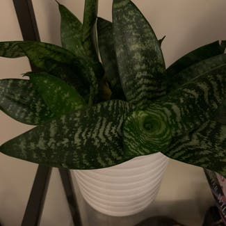 Snake Plant plant in Springfield, Illinois