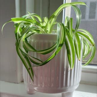 Curly Spider Plant plant in Springfield, Illinois