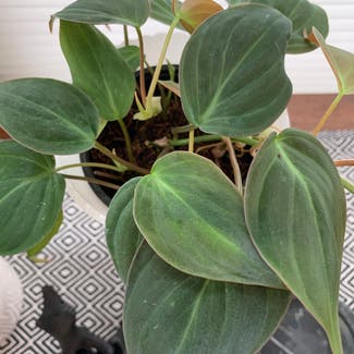Philodendron Micans plant in Springfield, Illinois