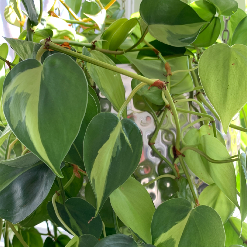 Philodendron Brasil plant photo by @simplepleasure named Your plant on Greg, the plant care app.