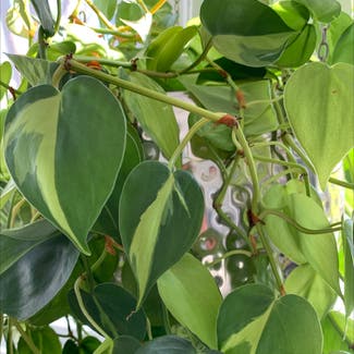 Philodendron Brasil plant in Springfield, Illinois
