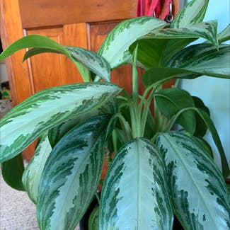 Chinese Evergreen plant in Springfield, Illinois