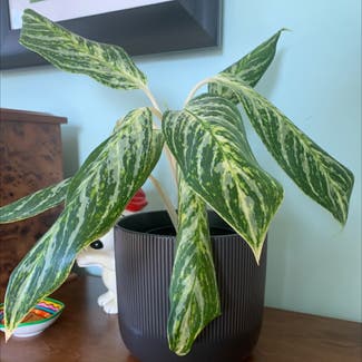 Chinese Evergreen 'Golden Madonna' plant in Springfield, Illinois