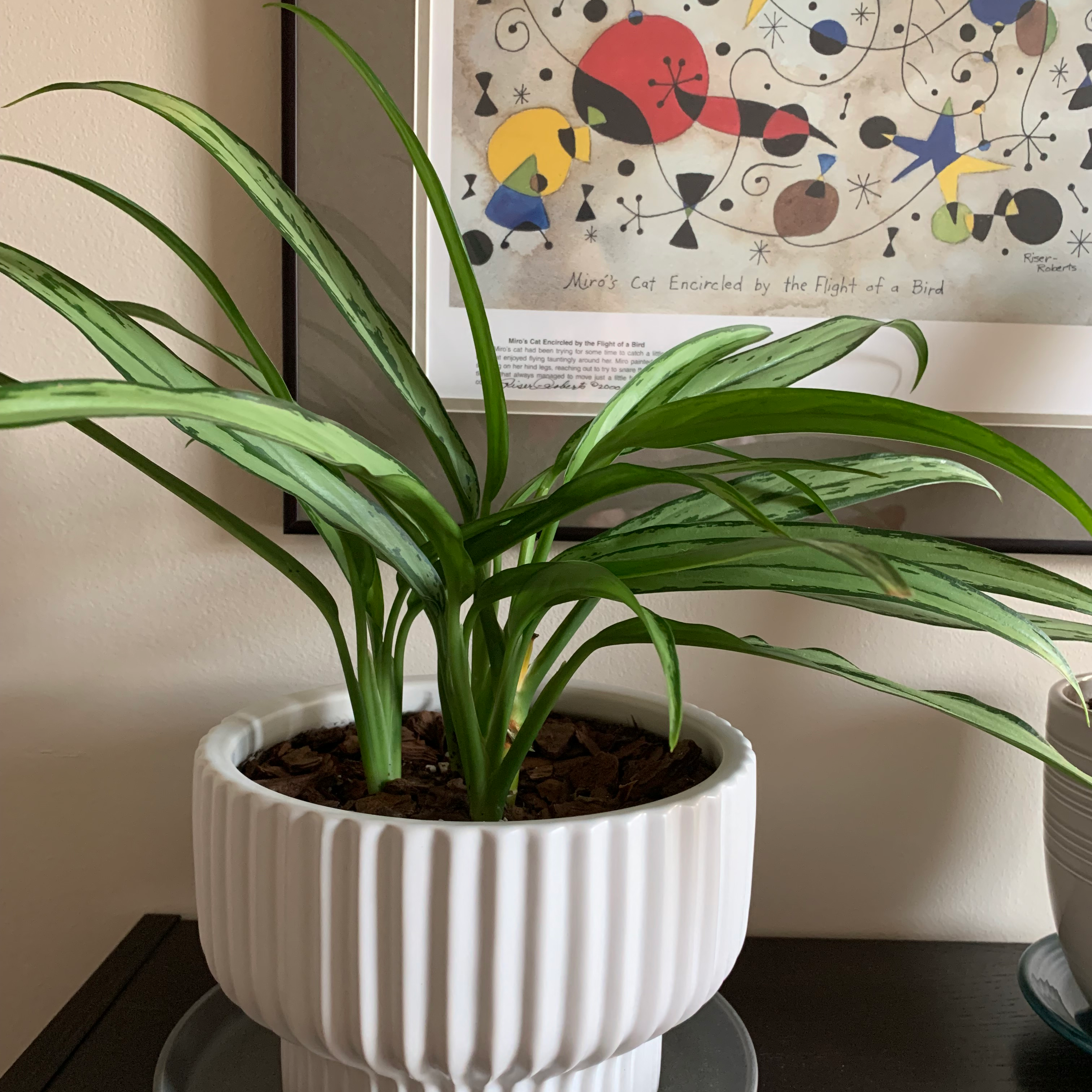 Aglaonema 'Cutlass' plant in a white pot with green leaves, placed indoors.