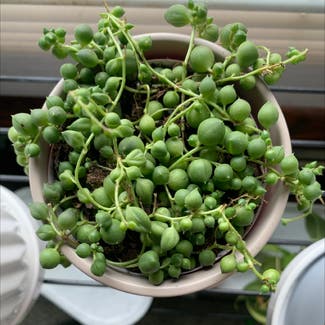 String of Pearls plant in Springfield, Illinois