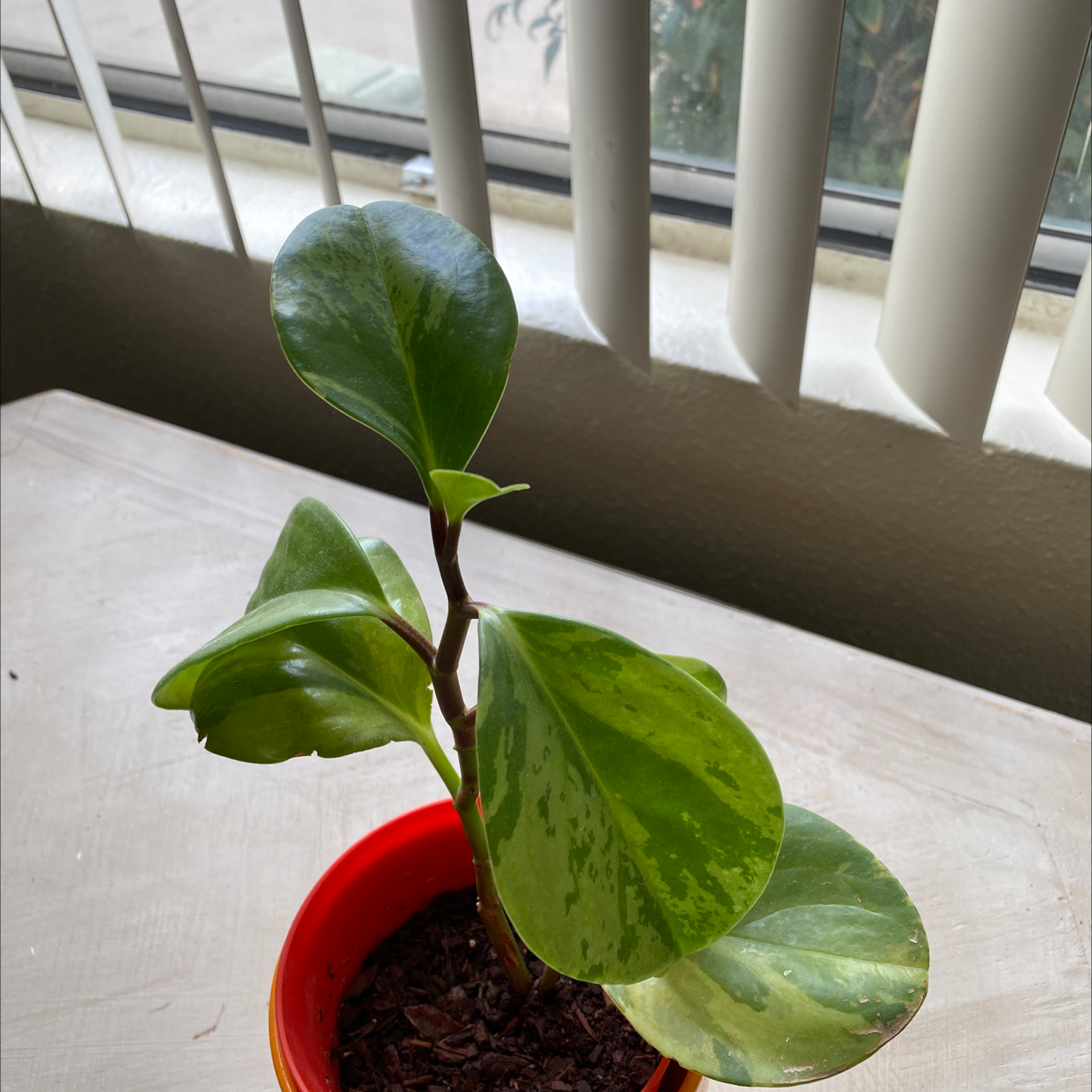 Baby Rubber Plant plant photo by @Mirmsplantitas named La Planta De Ruby on Greg, the plant care app.