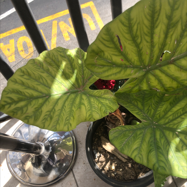 Potted Arrowleaf Elephant Ear plant with large, green leaves and visible soil.