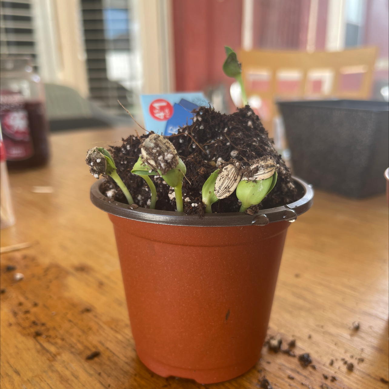 Healthy young sunflower seedling growing in a plastic pot indoors, with thick green stem and leaves.
