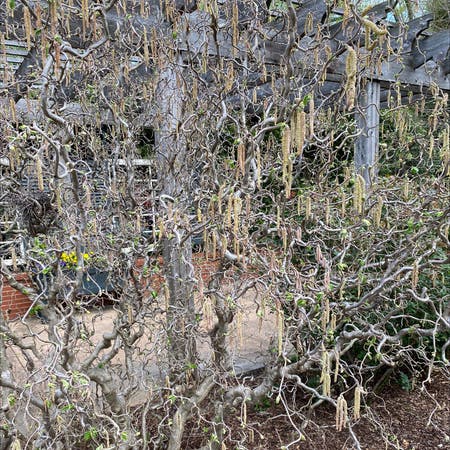 Photo of the plant species Corkscrew Hazel by Woodhouse named Your plant on Greg, the plant care app