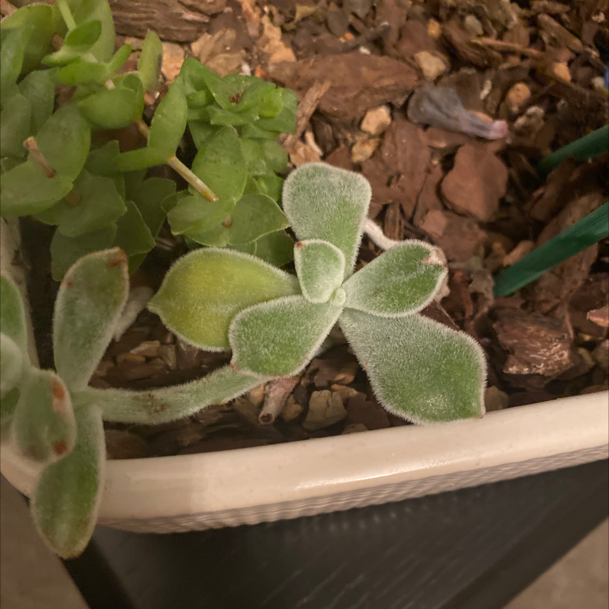 Fuzzy-leaved succulent plant in a pot with visible soil, showing some yellowing on one leaf.