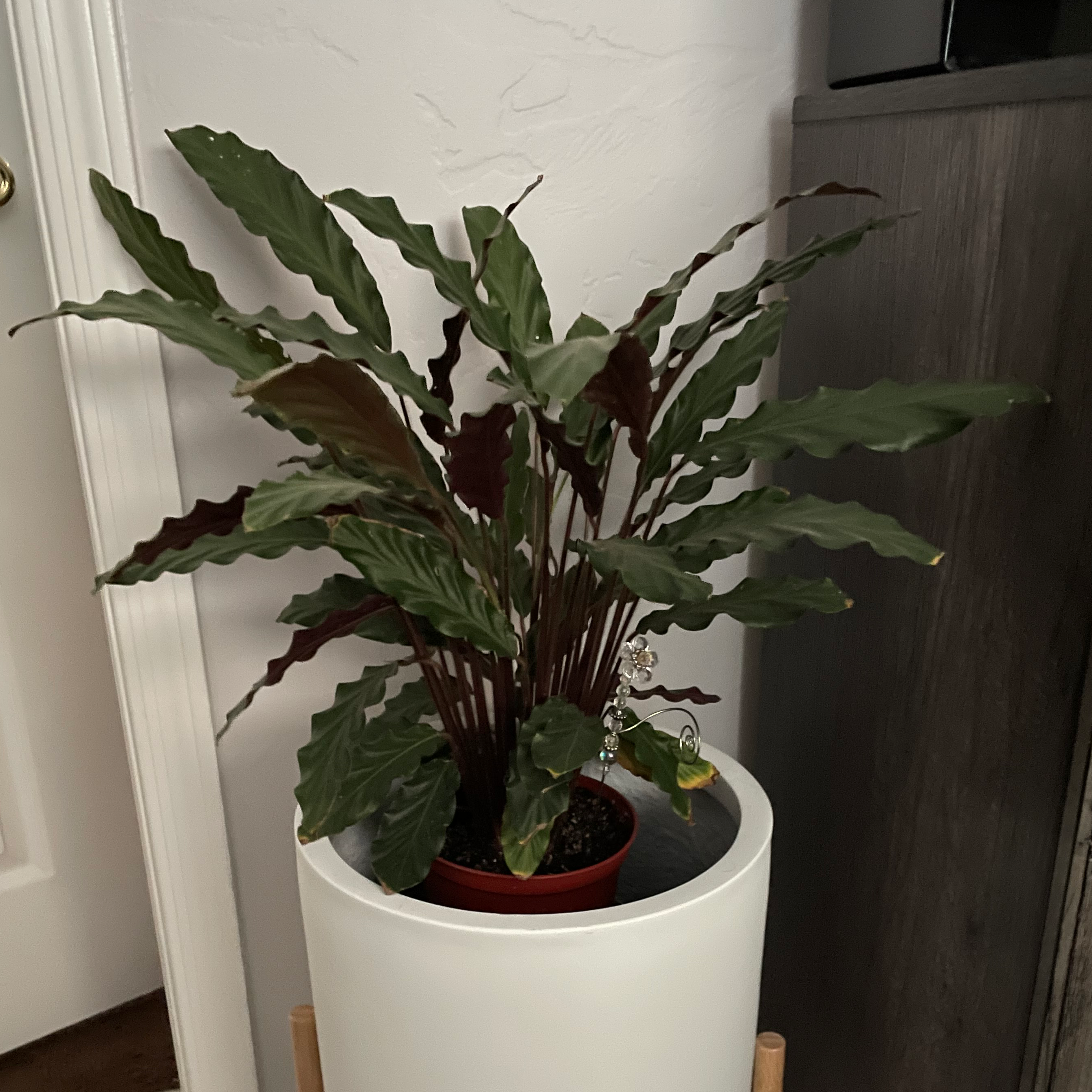 Furry Feather Calathea plant photo by @ComicWildlime named Furry on Greg, the plant care app.