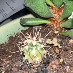 scarlet hedgehog cactus plant