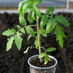 Tomato Plant plant