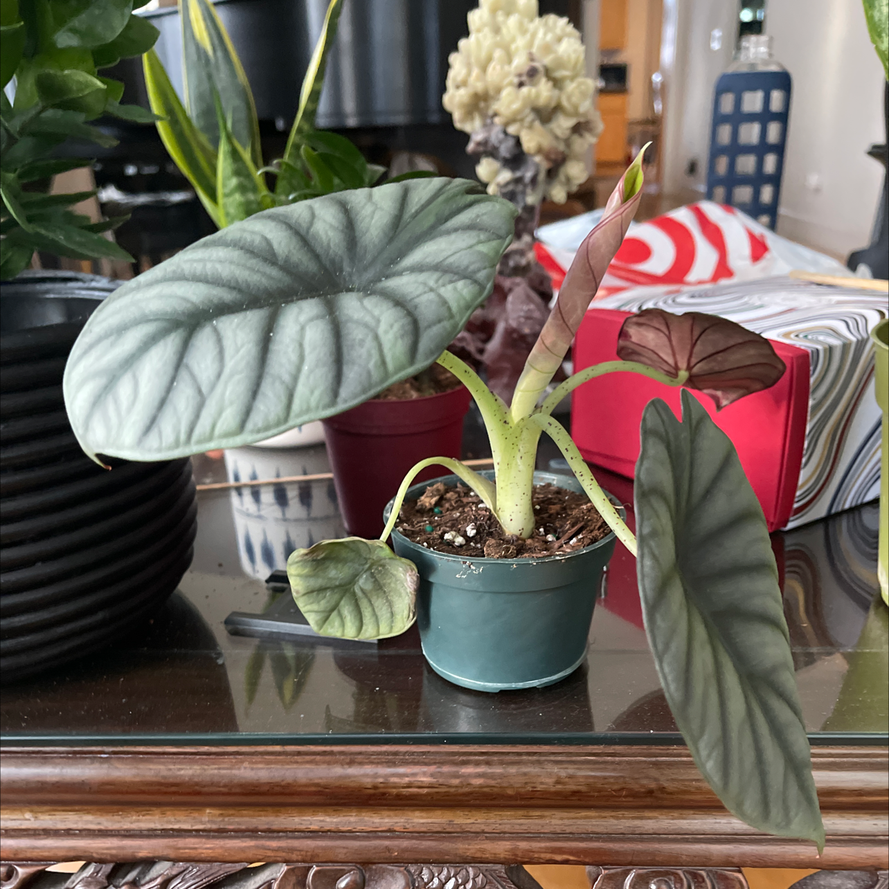 Alocasia nebula 'Imperialis' plant in a pot with healthy leaves, well-framed and in focus.