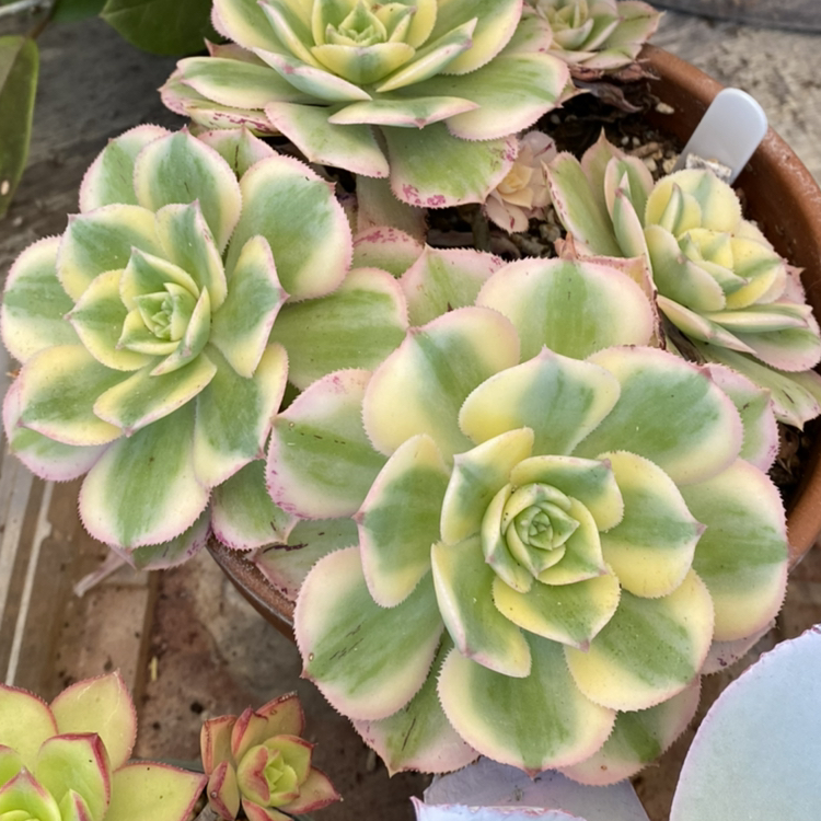 Photo of the plant species Aeonium 'Sunburst' by @StringPlayer named Aeonium decorum ‘Sunburst’ on Greg, the plant care app