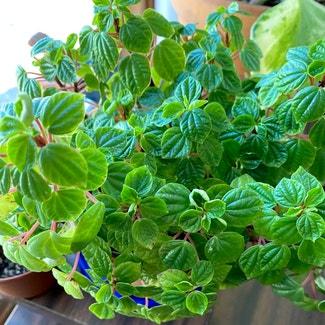 Peperomia meridiana plant in Placerville, California