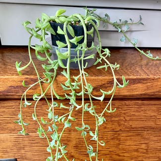 String of Dolphins plant in Placerville, California