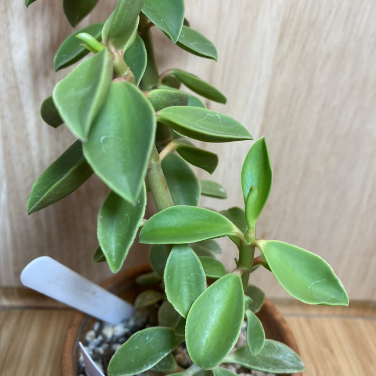 Peperomia congesta plant photo by @StringPlayer named Peperomia congesta on Greg, the plant care app.