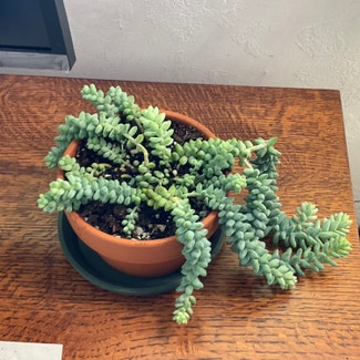 Donkey's Tail plant in Placerville, California