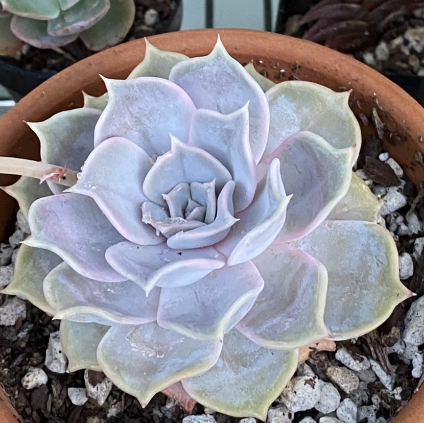 Photo of the plant species Ghost Echeveria by @StringPlayer named Echeveria lilacina on Greg, the plant care app