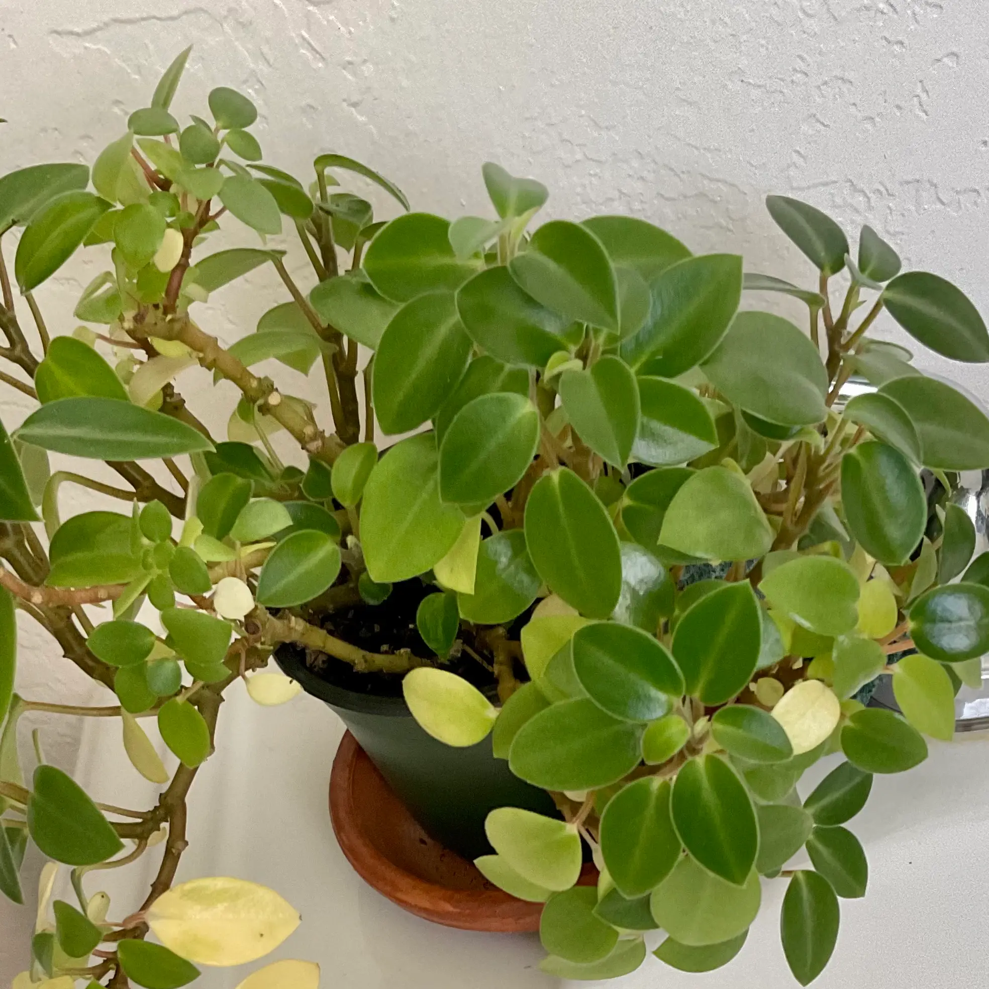 Teardrop Peperomia plant in a pot with some yellowing leaves.