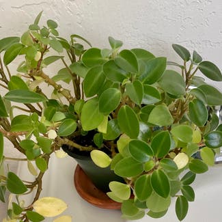 Teardrop Peperomia plant in Placerville, California