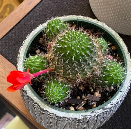 Photo of the plant species Crown Cactus by Stringplayer named Rebutia vulpina on Greg, the plant care app