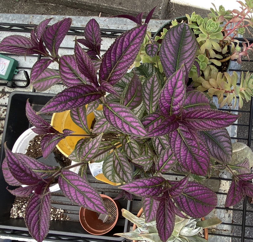 Persian Shield plant with vibrant purple and green leaves, visible soil, and multiple plants in the background.