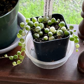 Variegated String of Pearls plant in Novato, California