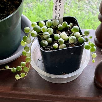 Variegated String of Pearls plant in Novato, California