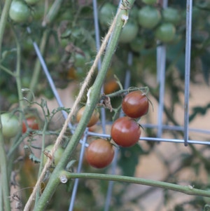 Tomato Plant plant photo by Stringplayer named Black Cherry Tomato Hybrid on Greg, the plant care app.