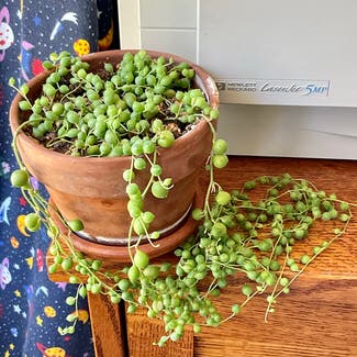 String of Pearls plant in Placerville, California