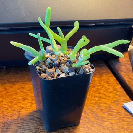 Photo of the plant species Bunny Ear Succulent by Stringplayer named Monilaria moniliformis on Greg, the plant care app