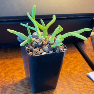 Bunny Ear Succulent plant photo by Stringplayer named Monilaria moniliformis on Greg, the plant care app.