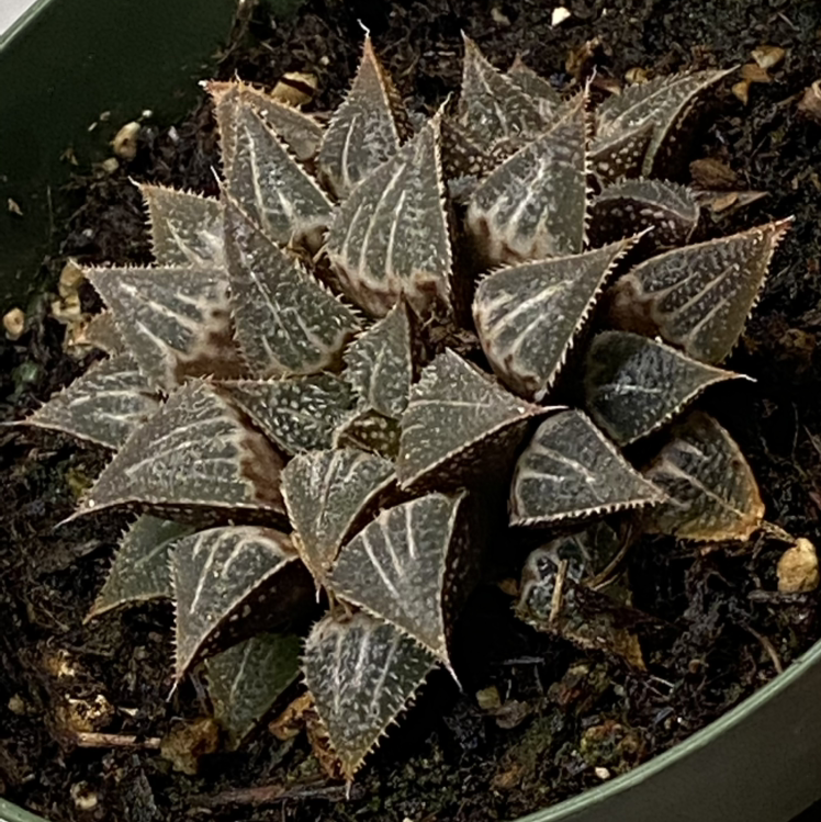Photo of the plant species Haworthia emelyae by @StringPlayer named Haworthia emelyae var. major on Greg, the plant care app